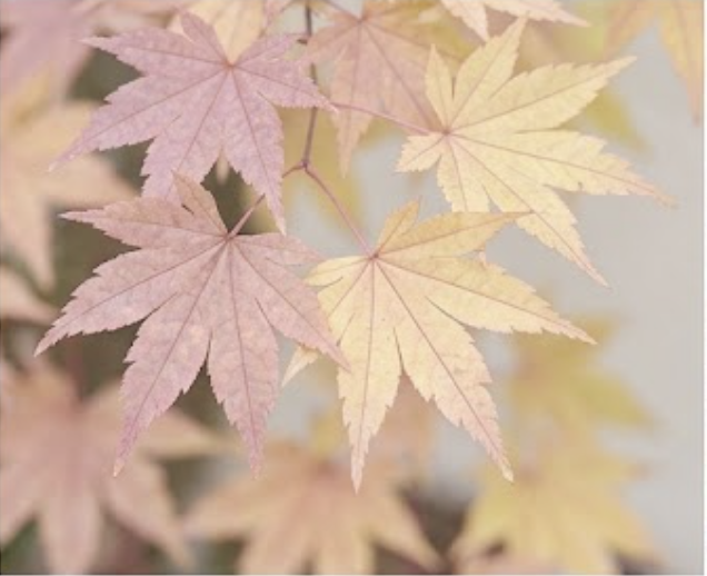 Pastel Bomen & Digitale Rust beeld
